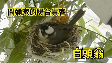 白頭翁築巢風水|鳥巢看鳥的個性…. 自從去年有白頭翁來我陽台樹上築。